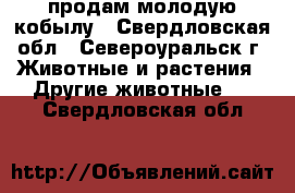 продам молодую кобылу - Свердловская обл., Североуральск г. Животные и растения » Другие животные   . Свердловская обл.